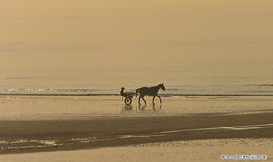 Deauville Trotteur sur la plage APS-C DEAUVILLE